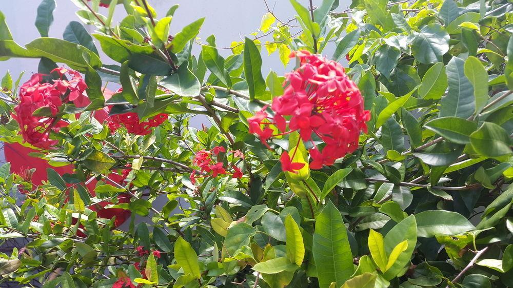 La Modestie Guest House Grand Anse  Bagian luar foto